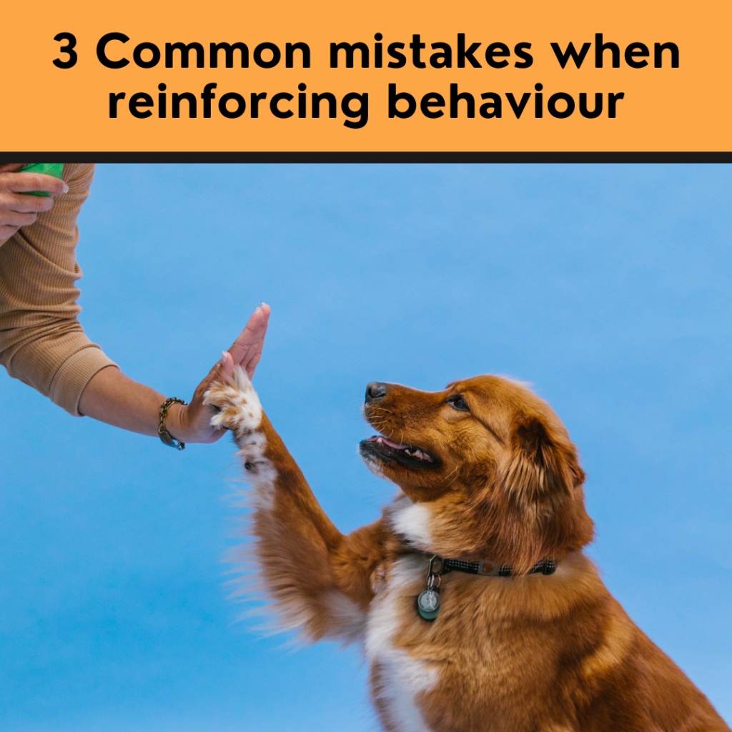 3 common mistakes made when reinforcing dog behaviour